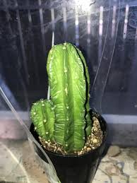 Department of agriculture plant hardiness zones 3b through 11, depending on the. Cactus Wrinkling Any Solutions Cactus