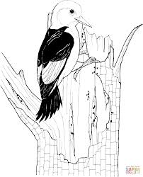 Red Headed Woodpecker Coloring Page Free Printable Bird Coloring Pages Coloring Pages Valentines Day Coloring Page