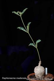 Image result for Raphionacme