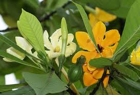 Gardenia = gardenia mutabilis reinw garut = maranta arundinacea l. Jual Tanaman Golden Gardenia Bibitbunga Com
