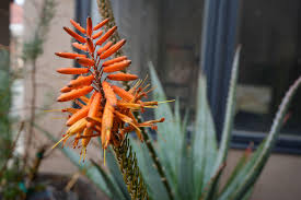 Image result for Aloe arborescens × musapana