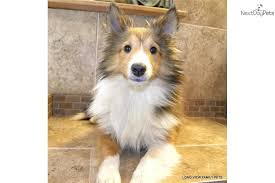 You Ll Love This Female Shetland Sheepdog Sheltie Puppy Looking For A New Home Sheltie Sheltie Puppies For Sale Shetland Sheepdog