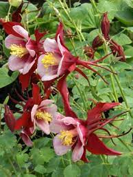 Pin On Rabbit Resistant Plants