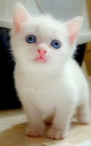 + every white kitten wallpaper is perfect; Animals Iphone 6 Plus Wallpapers Big Blue Eyes White Kitten Iphone 6 Plus Hd Wallpaper Anak Kucing Binatang Kucing