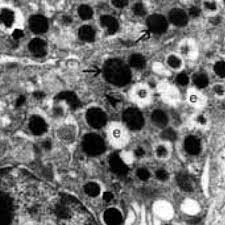 Check spelling or type a new query. Pdf Ultrastructure Of Pancreatic Alpha And Beta Cells In Young Quails Coturnix Coturnix Japonica Fed Aflatoxin