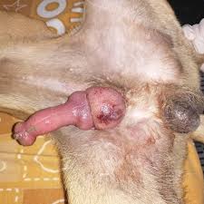 Image result for paraphimosis