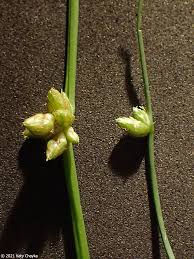 Image result for Schoenoplectiella senegalensis