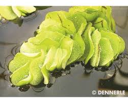 It is native to the americas from mexico south to argentina and chile. Kleinohriger Schwimmfarn Salvinia Auriculata Port Bei Hornbach Kaufen