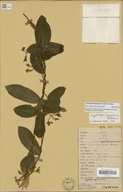 Image result for Cryptolepis hypoglauca