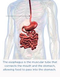 Image result for esophagus