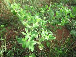 Image result for Acanthospermum hispidum