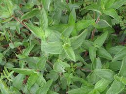 Image result for Aspilia