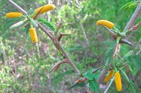 Image result for Acacia borleae