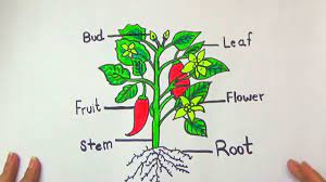 Add some lines on the trunk. How To Draw Different Parts Of A Plant Diagram Youtube