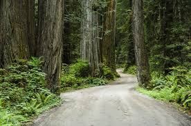 The national park service is an agency of the federal government of the united states that manages all national parks, many national monumen. Jedediah Smith Redwoods State Park The Complete Guide