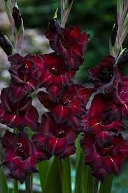 Black Jack Gladiolus Dark Burgundy Red Colour With Black Edging White Inners Gladiolus Flower Bulb Flowers Gladiolus Bulbs
