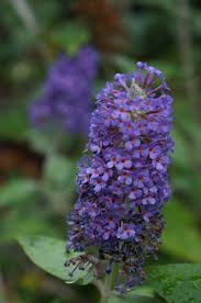 Image result for Buddleja pulchella
