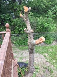 Check spelling or type a new query. Pruning A Weeping Cherry Tree Thriftyfun