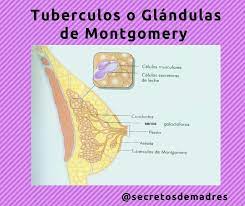 Secretosdemadres On Twitter Tuberculos De Montgomery O Glandulas De Montgomery Son Los Granitos Que Podemos Encontrar En El Area Pigmentada Que Rodea Al Pezon La Areola Secretosdemadres Embarazo Maternidad Amamantar Tuberculosdemontgomery
