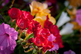 Maybe you would like to learn more about one of these? 7 Spring Flowering Bulbs To Plant In Autumn Houzz Au