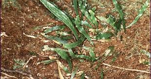 Image result for Lellingeria oosora