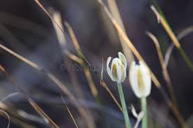 Image result for Albuca setosa