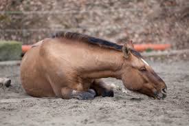 Equine Gastrointestinal Research Updates Business Solutions For Equine Practitioners Equimanagement
