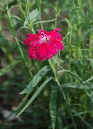 Image result for Dianthus chimanimaniensis