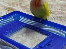 After baby parrots fledge, their weight continues to drop for a short period of time. Hand Raising A Baby Lovebird A Personal Experience Pethelpful