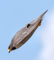 Birds Of Prey Full Movie Free Reddit Peregrine Falcon Dive Looks Like A B52 Bomber From Reddit Peregrine Falcon Birds Of Prey Raptors Bird