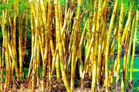 Image result for Bamboo Yellow 1958 Imperial