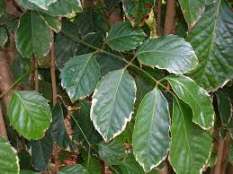 Image result for Polyscias guilfoylei