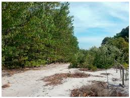 Image result for Acacia rovumae