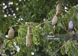 Image result for Afzelia