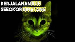 Apapun alasannya, tidak ada hal serius dan berbahaya dan hal ini adalah sebuah anaknya cacat atau bahkan mati, induk kucing tau kalau anaknya cacat dan kalau ada yang mati, ia tidak mau anaknya itu membawa penyakit untuk. Kemana Ruh Binatang Setelah Mati Masuk Surga Atau Neraka Youtube