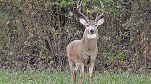 The color blind test uses rabkin's chart and is easily able to determine the ailment so that you could seek a doctor's help in time. Science Of Deer Vision