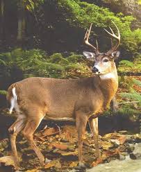 Max H. Sutton Obituary