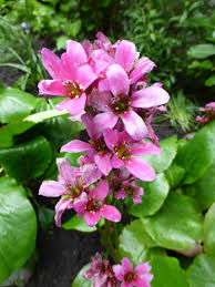 Bergenia stracheyi 3.jpg 797 × 1,200; Bergenien Die Uberlebenskunstlerinnen Nachgeharkt