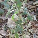 Image result for Pseudoconyza viscosa