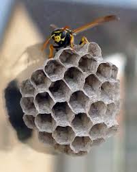 Die gelbschwarzen insekten mit dem schlechten image haben in den monaten juli und august saison, sie suchen nahrung für ihre artgenossen. Wespenstaat Am Haus Was Tun Der Nordschleswiger