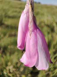 Image result for Dierama cupuliflorum