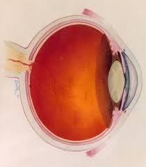 Image result for artistic divergence eyeballs
