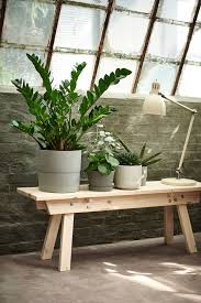 Zamioculcas Pflanze Zamioculcas Hier Bestellen Ikea Deutschland Zimmerpflanzen Ideen Pflanzen Dekor Pflanzen