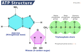 ATP Structure Detailed