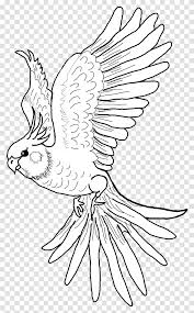 34+ cockatiel coloring pages for printing and coloring. Eplzkxw21whhhm
