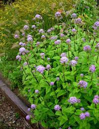 Pin On Perennials For The Garden