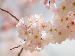 Image result for spring flowers