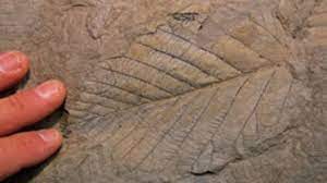 Carbon dating, also known as radiocarbon dating, is a scientific procedure used to date organic matter. Clrgrcdkbebkpm