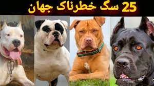 We did not find results for: 25 Ø³Ú¯ Ø®Ø·Ø±Ù†Ø§Ú© Ø¬Ù‡Ø§Ù† Ú©Ù‡ Ø¨Ø§ÛŒØ¯ Ø§Ø² Ø¢Ù†Ù‡Ø§ Ø¨ØªØ±Ø³ÛŒØ¯ Youtube