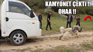 Kamyonet Cekti Turk Aslaninin Ohaa Dedirten Muhtesem Gucu Kafkascoban Kangal Malakli Youtube